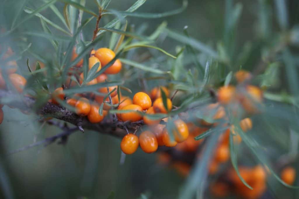 orange berries at harvest time on the branches