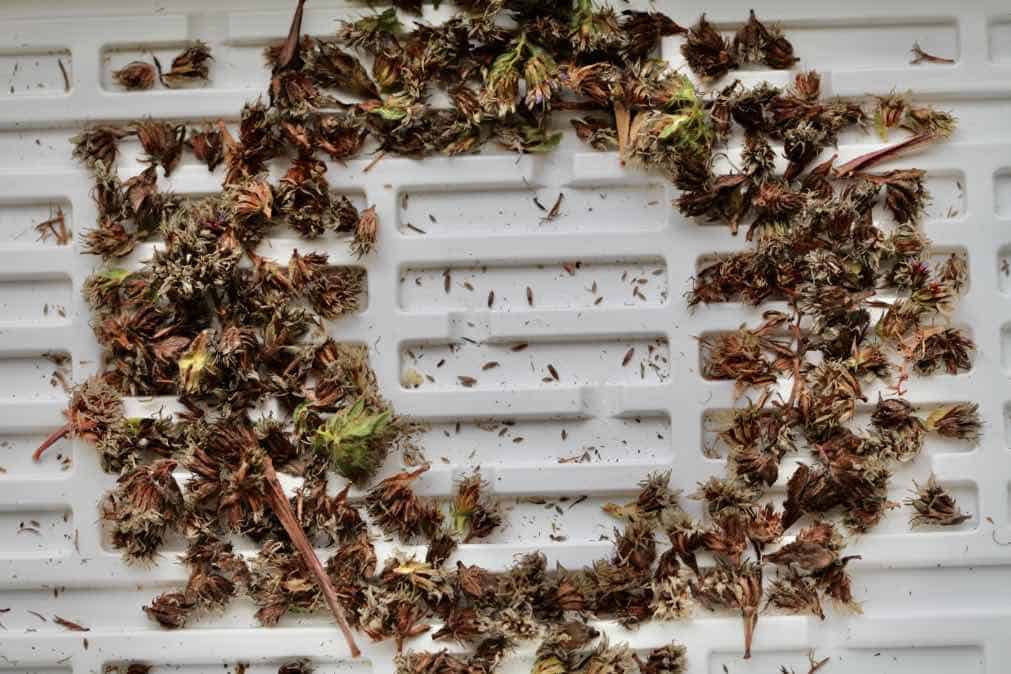 dried statice flowers and seeds  in a white cell tray, showing how to collect statice seeds