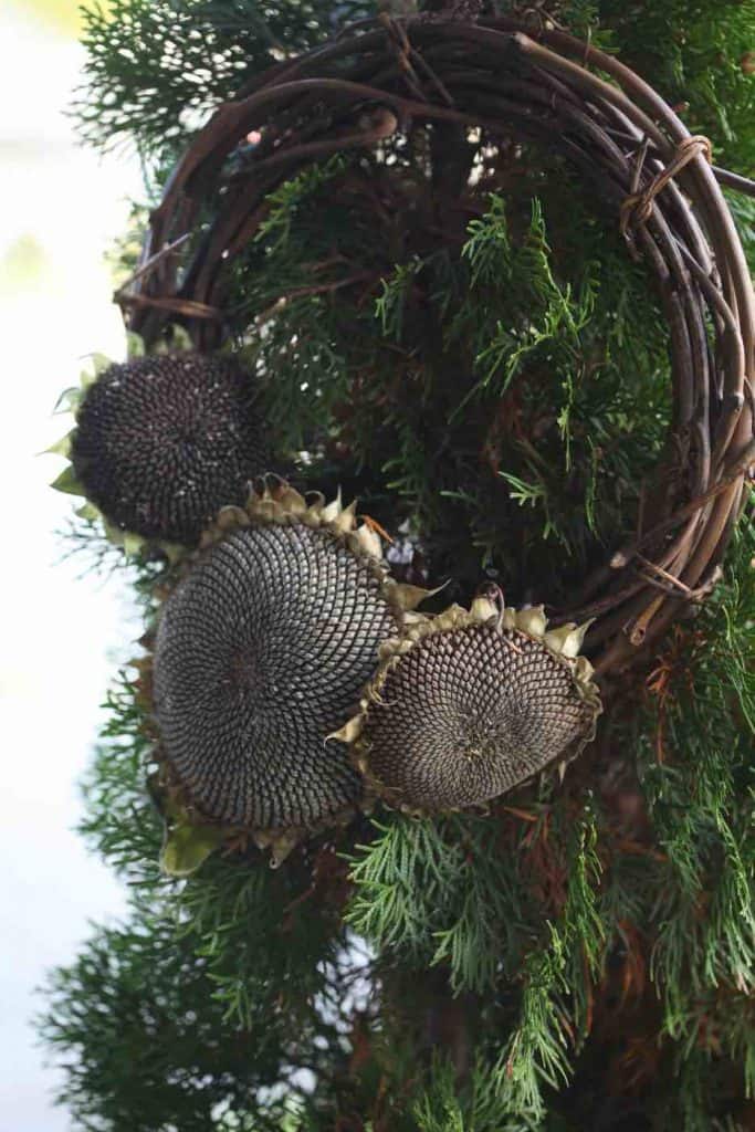 simple grapevine and dried sunflower head wreath on a green cedar tree