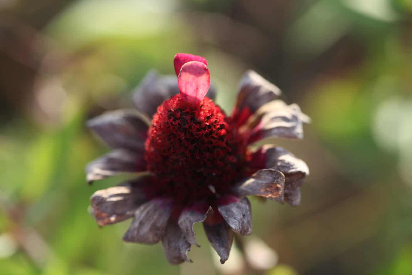 a spent zinnia flower