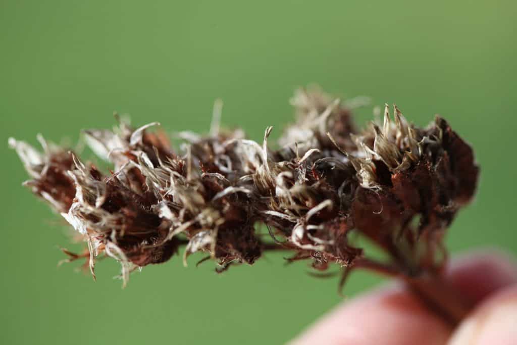 brown coloured spent and dried statice blooms against a blurred green background, showing how to collect statice seeds