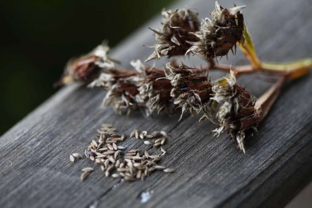 spent statice blooms and seed on a grey wooden railing, showing how to collect statice seeds