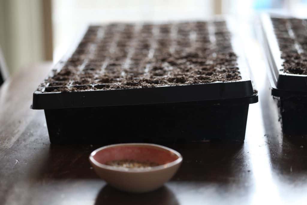 starting seeds in cell trays