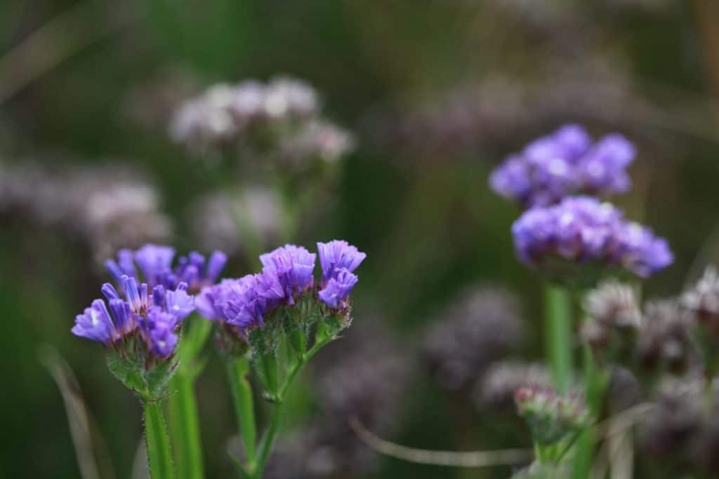 statice in the garden at seasons end