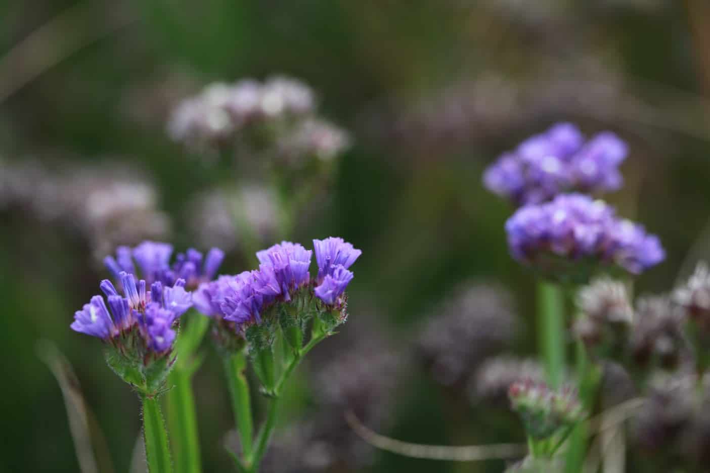 statice flowers in the garden