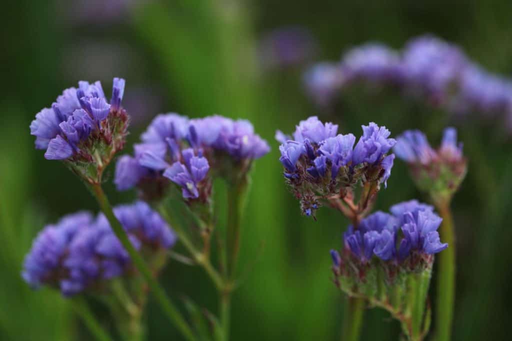 statice blooms at the end of October in our zone 5b garden