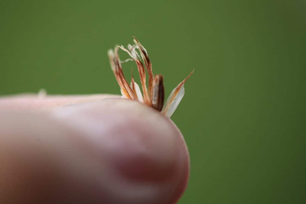 a hand holding a statice seed pod with exposed seed against a blurred green background, showing how to collect statice seeds