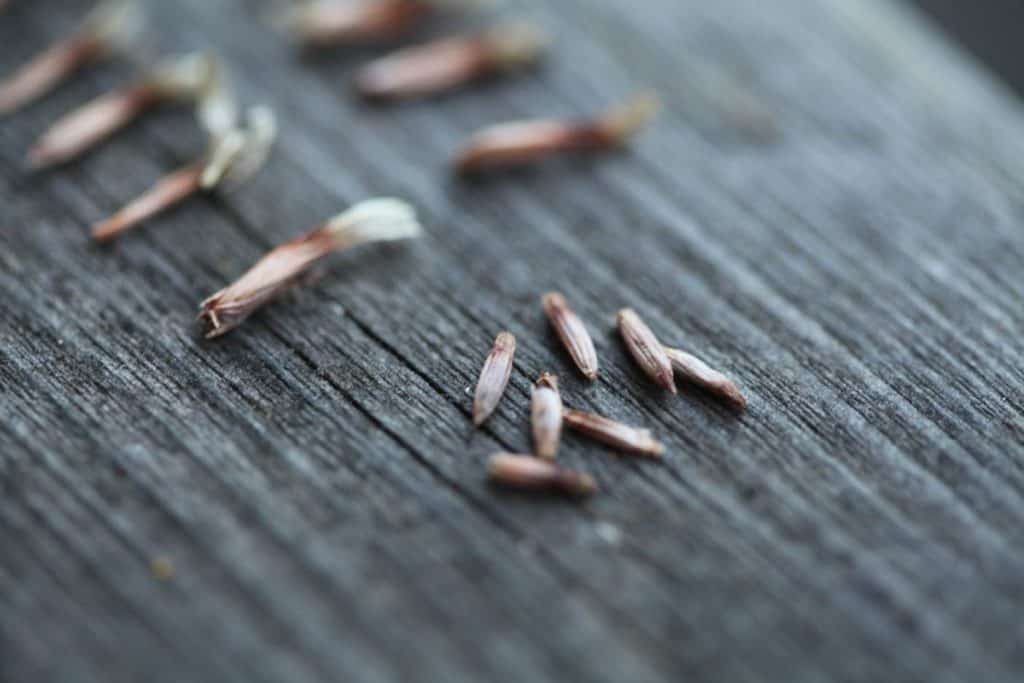 statice seed pods and seeds on a wooden railing