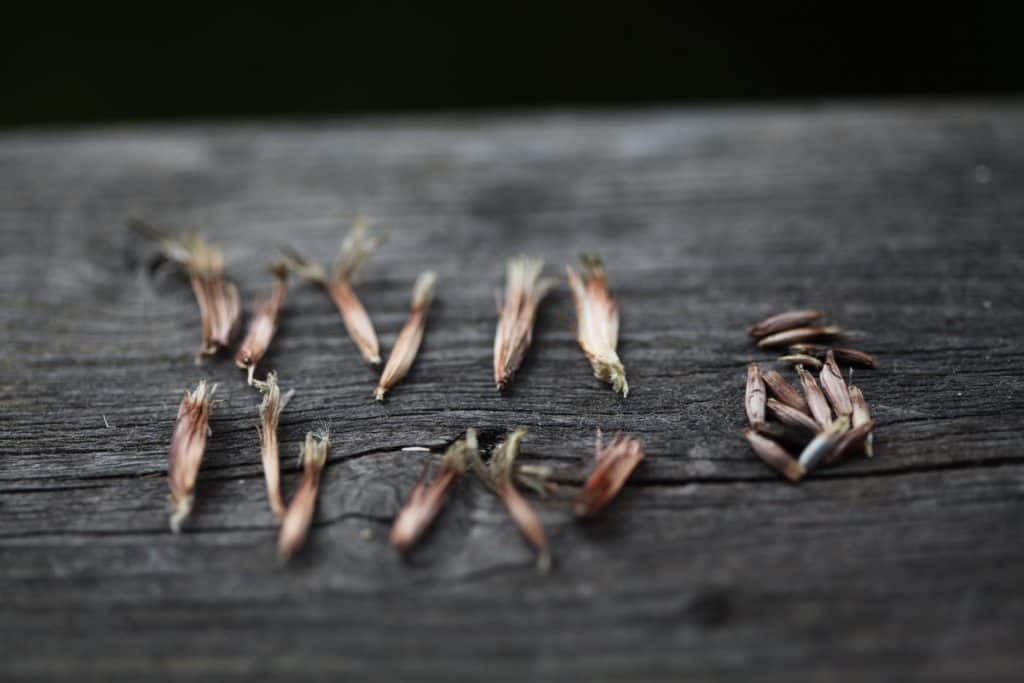 statice seed pods and seeds on a wooden railing