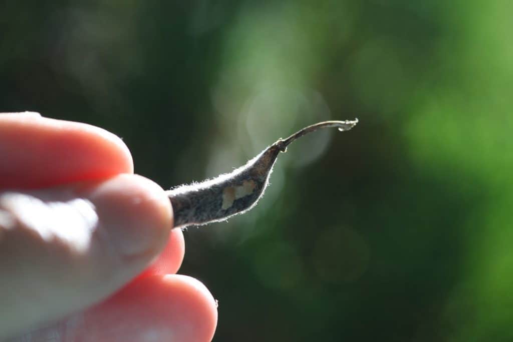 a hand holding a lupine seed pod, showing the stem at the end of the lupine pod, against a blurred green background, showing how to collect lupine seeds