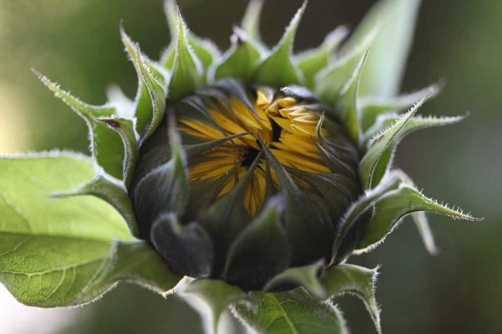 yellow sunflower just starting to open up, discussing can you get seeds from cut sunflowers