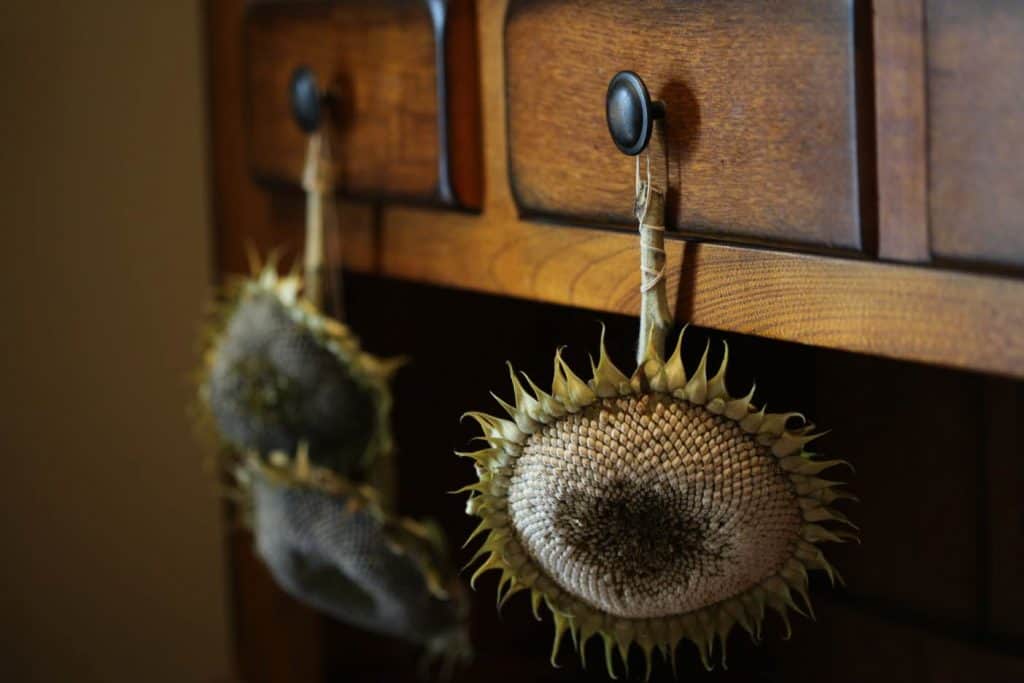 sunflower heads hanging from the knobs on a brown wooden hutch