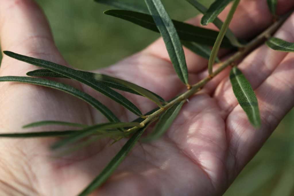 a hand holding sea buckthorn softwood cuttings in spring