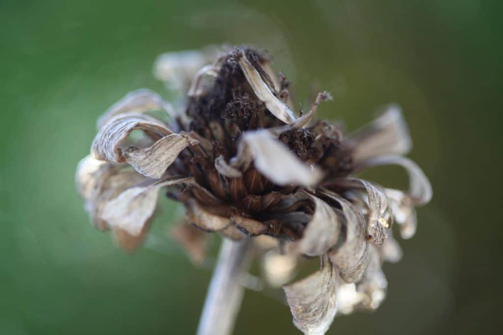 a brown dried zinnia showing the best zinnia  blooms for seed saving are completely dry