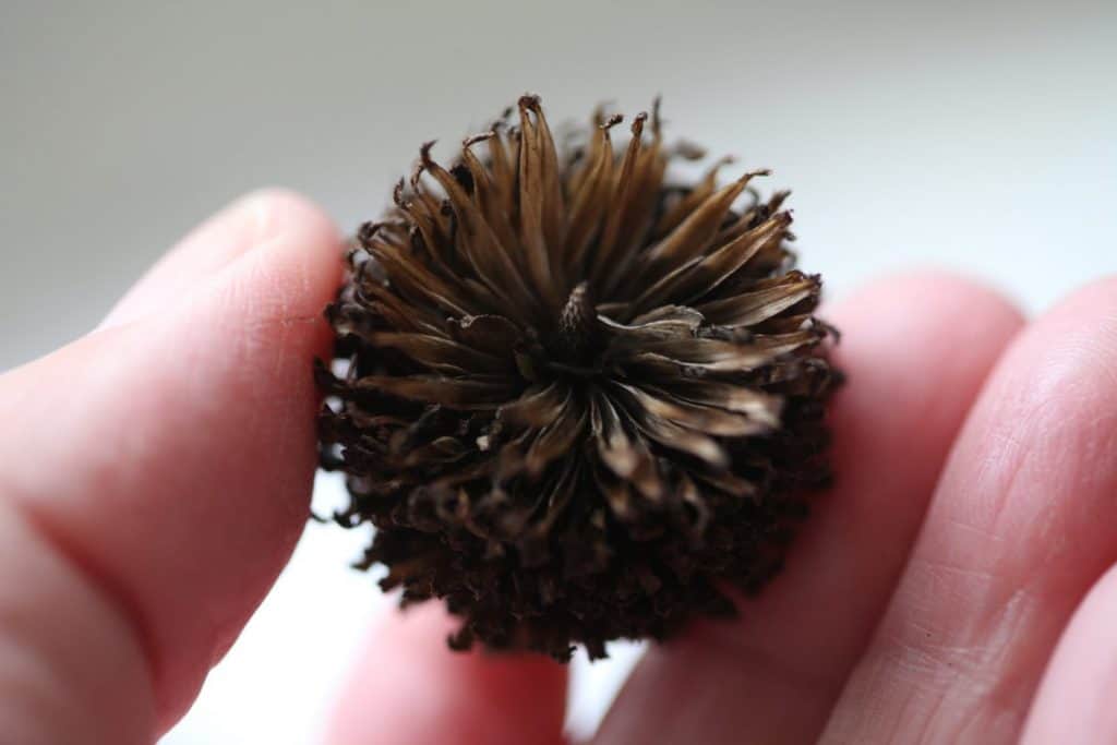 a hand holding a brown centre disc of a zinnia flower, showing how to save zinnia seeds