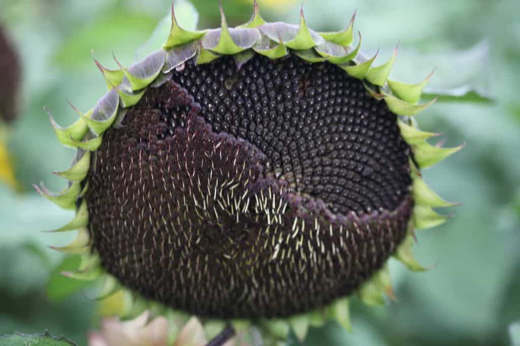 a dark sunflower head with the centre florets starting to fall off on their own in the field, against a blurred green background