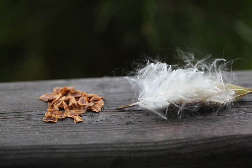 milkweed seeds separated from the white silk in the pod and laying on a grey wooden railing