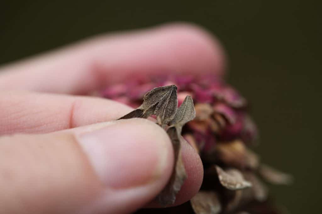 a hand holding zinnia petals which are the ray florets and the seeds are at the ends of the petals, showing how to save zinnia seeds