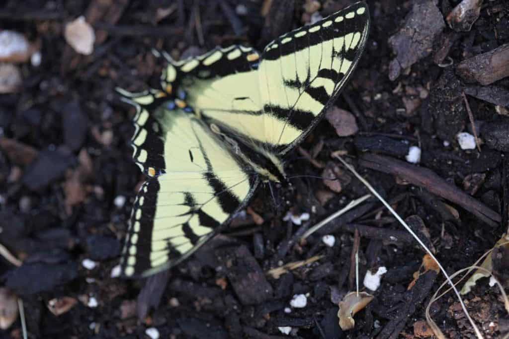 Tiger swallowtail butterfly in the milkweed patch