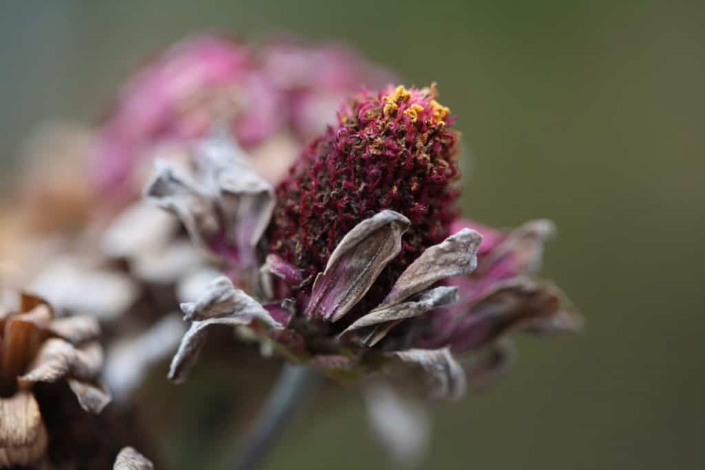a dried zinnia flower