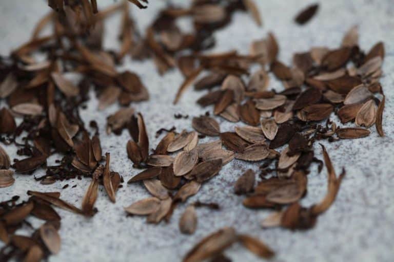 How To Save Zinnia Seeds Harvest And Storage Farmhouse & Blooms