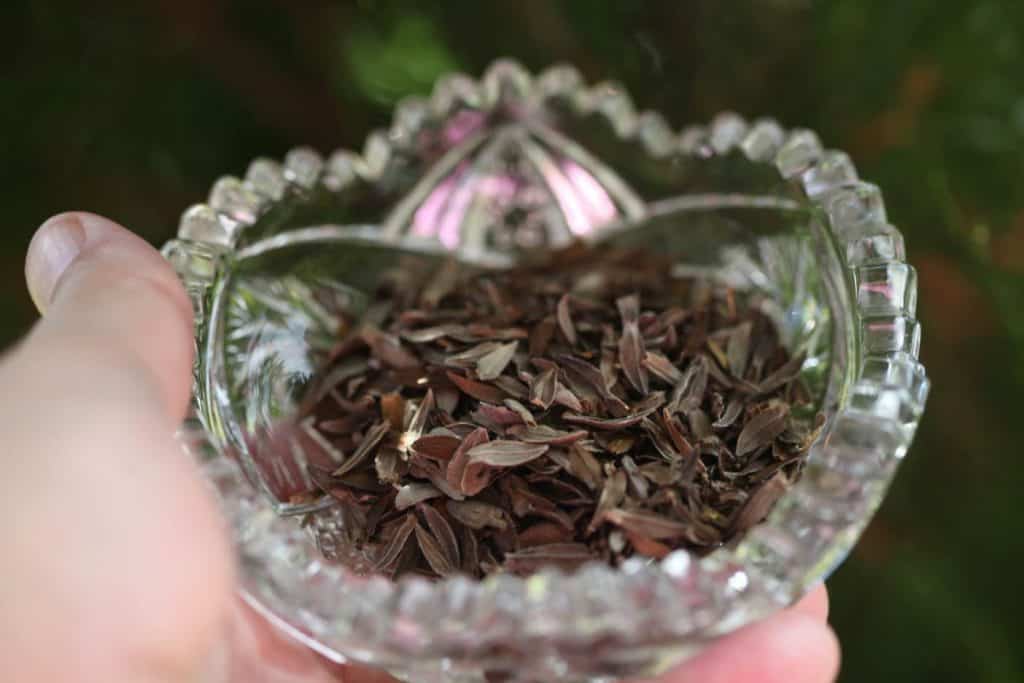 a hand holding a glass bowl of zinnia seeds