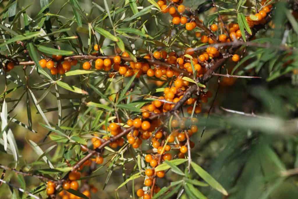 orange sea buckthorn berries on a branch with green leaves