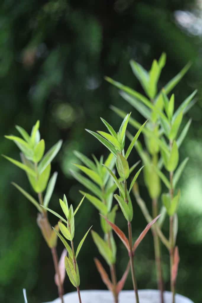 winter sown milkweed seedlings in spring against a blurred green background