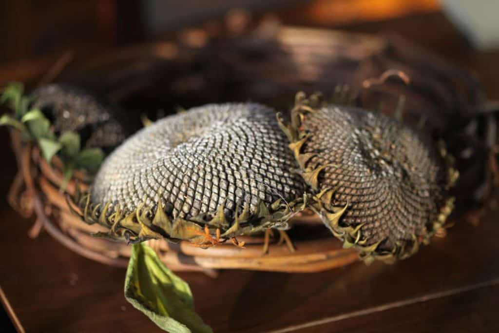 dried sunflower heads in rustic and simple decorating on a grapevine wreath