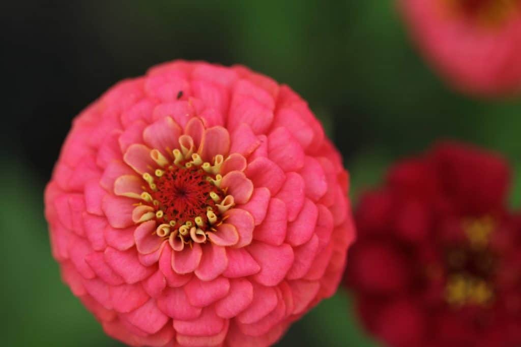 pink zinnia hybrid seedling with other blurred flowers in the background