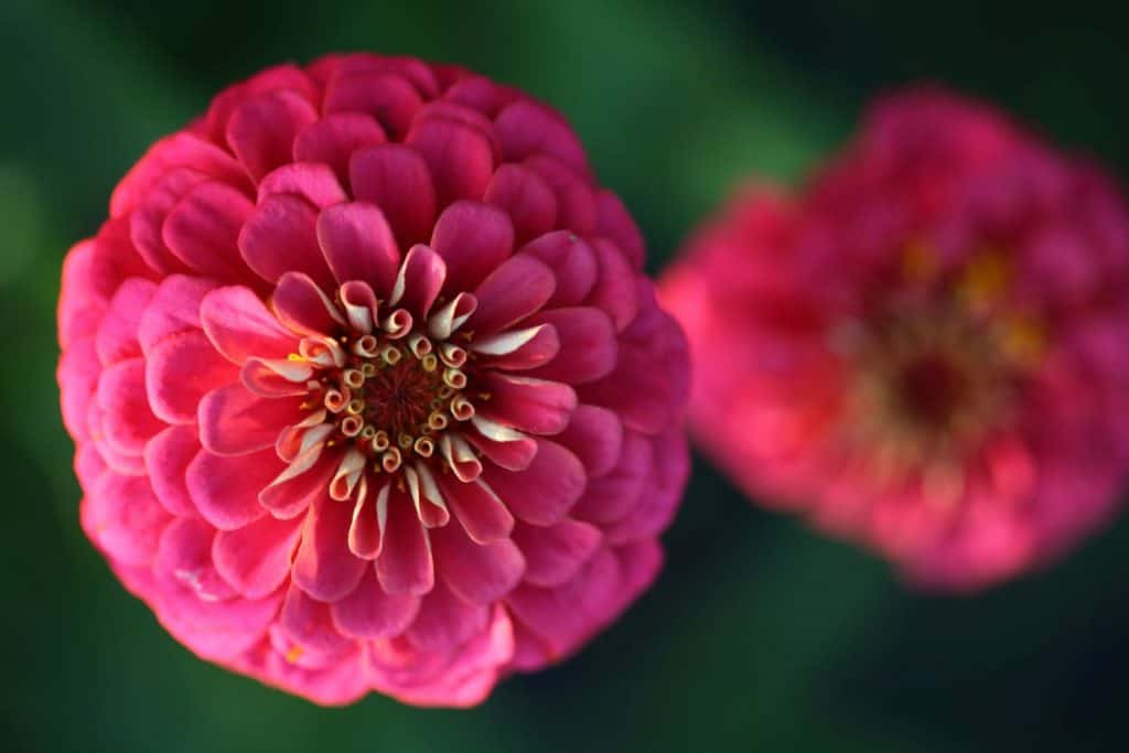 pink zinnia hybrids grown from our own seed