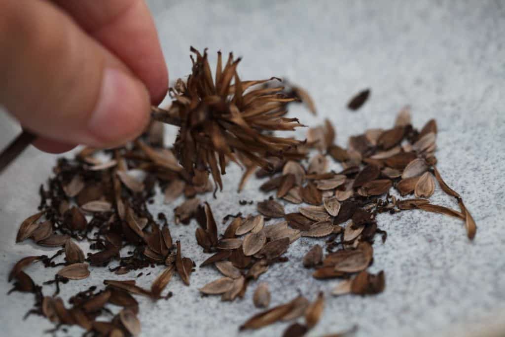 zinnia seeds and chaff from one flower