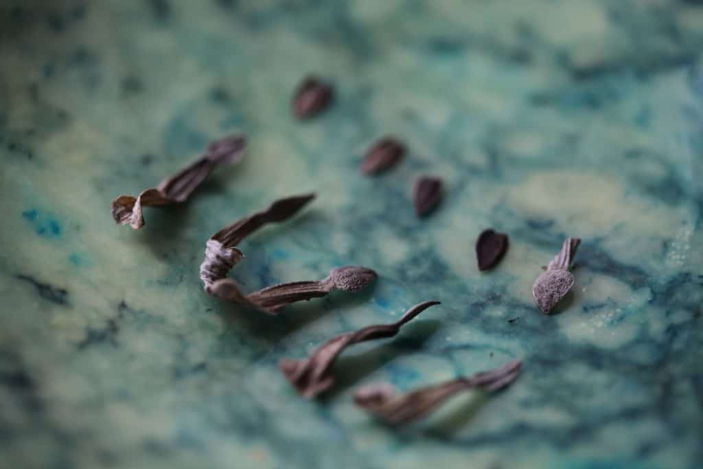 zinnia seeds on the petals and off the petals in a green alabaster bowl