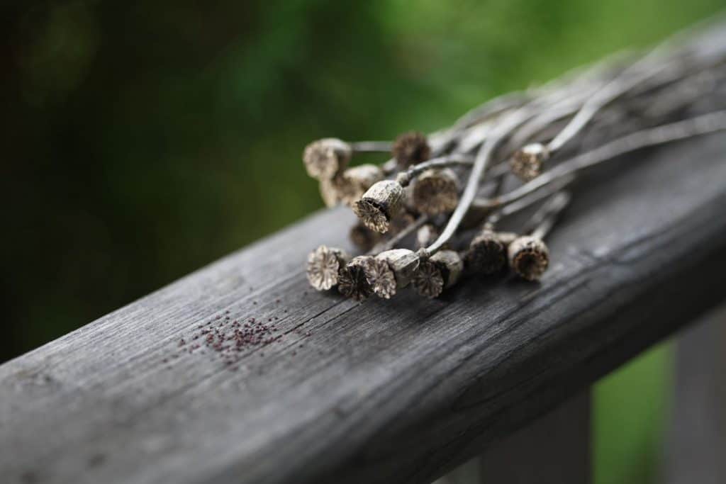 Amazing Grey poppy pods and seeds on a wooden railing