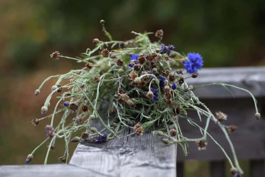Bachelor button stems harvested for seed collection on a grey wooden railing, showing how to harvest flower seeds