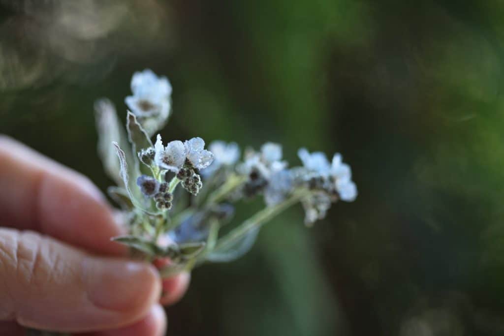 a hand holding Chinese forget me nots dried in silica gel in microwave - after two minutes they are perfectly dry