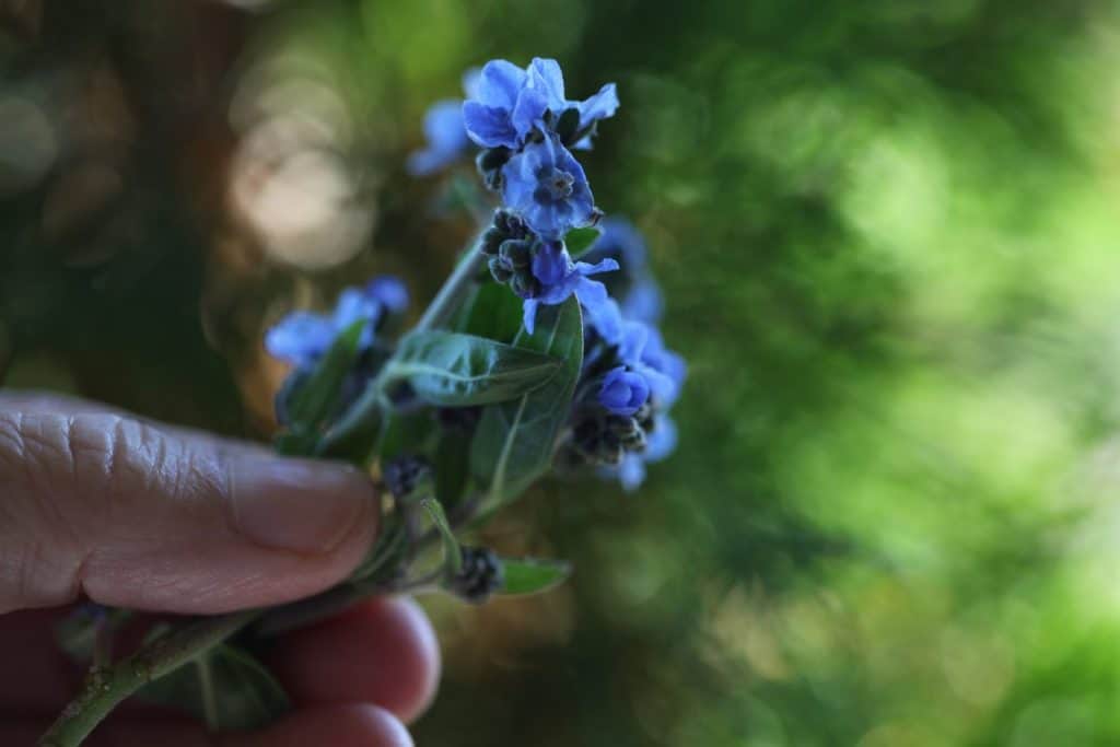 a hand holding blue Chinese forget me nots to be dried in the microwave in silica gel