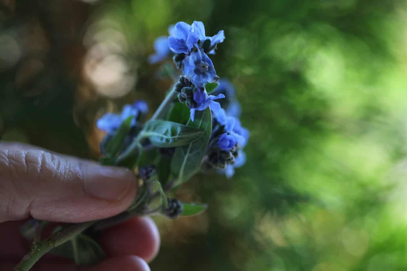 a hand holding Chinese forget me nots
