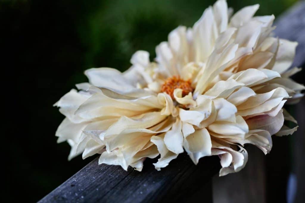 a cafe au lait dahlia perfectly dried in silica gel on a wooden railing