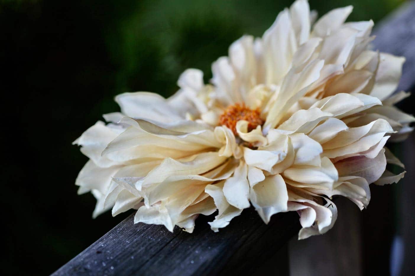 Does Silica Gel Preserve Flowers Forever