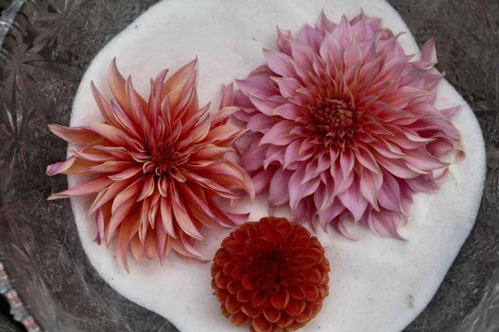 a collection of fresh dahlias placed on one inch of silica gel in a bowl
