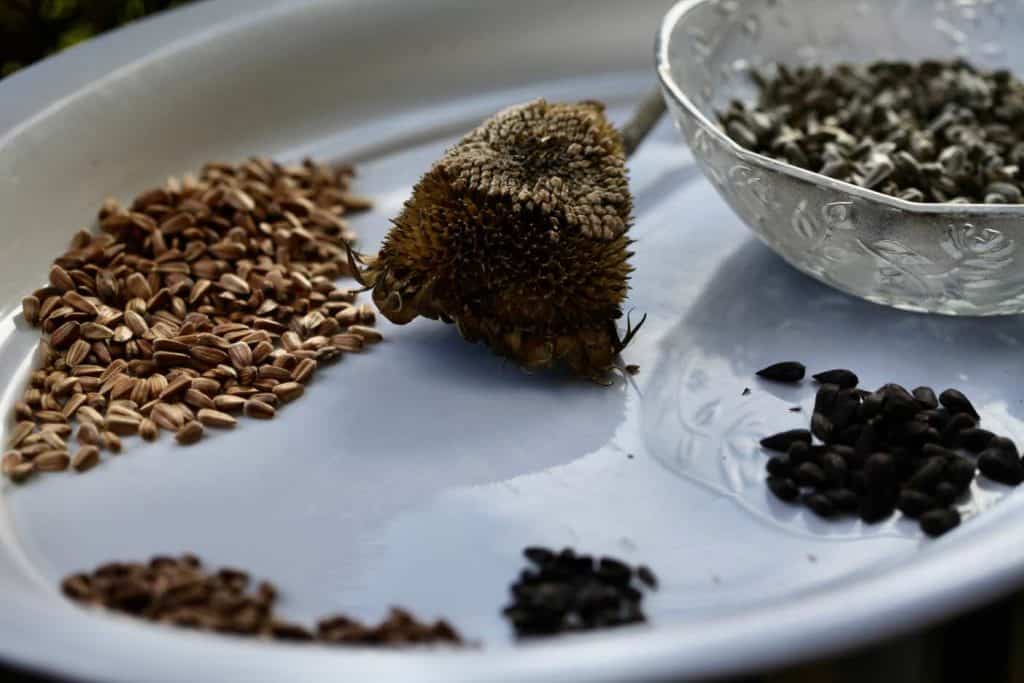 a white tray holding piles of different coloured sunflower seeds