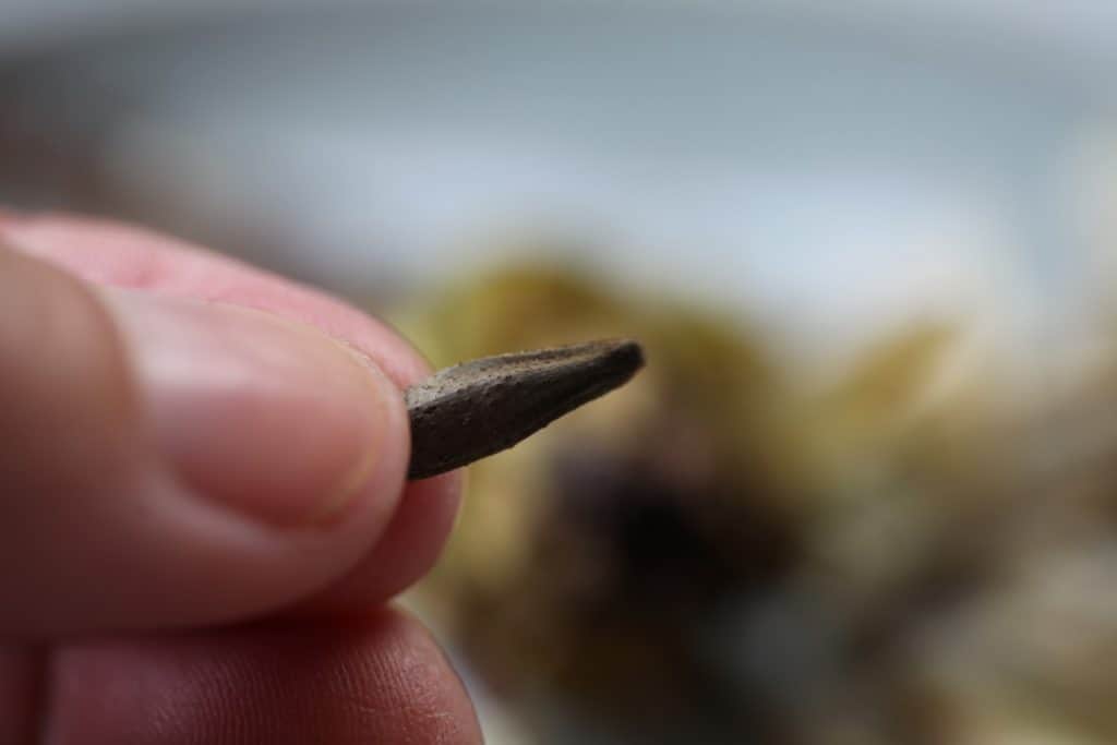 a hand holding a dahlia seed 