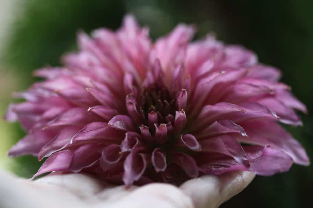 a hand holding a dried dahlia flower