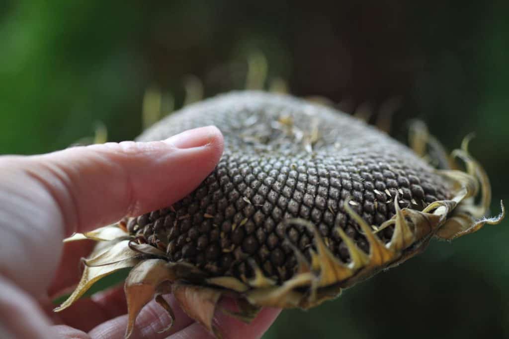 a hand holding a dried sunflower seedhead