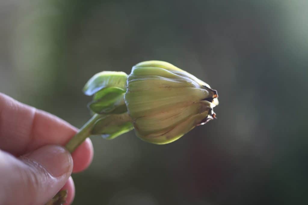 a hand holding a mature dahlia seed pod 