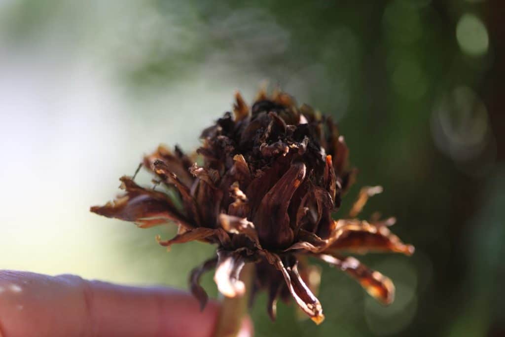 a mature dried dahlia seed pod, showing how to collect dahlia seeds