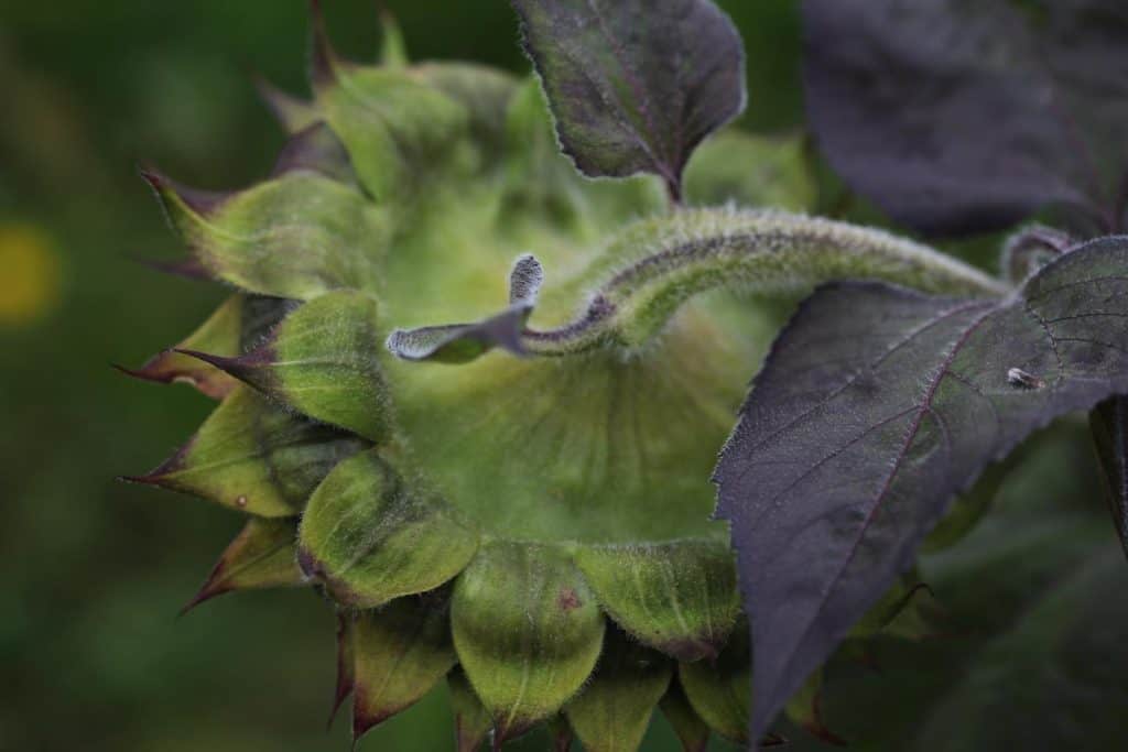 the backside of a sunflower head showing that it is still green