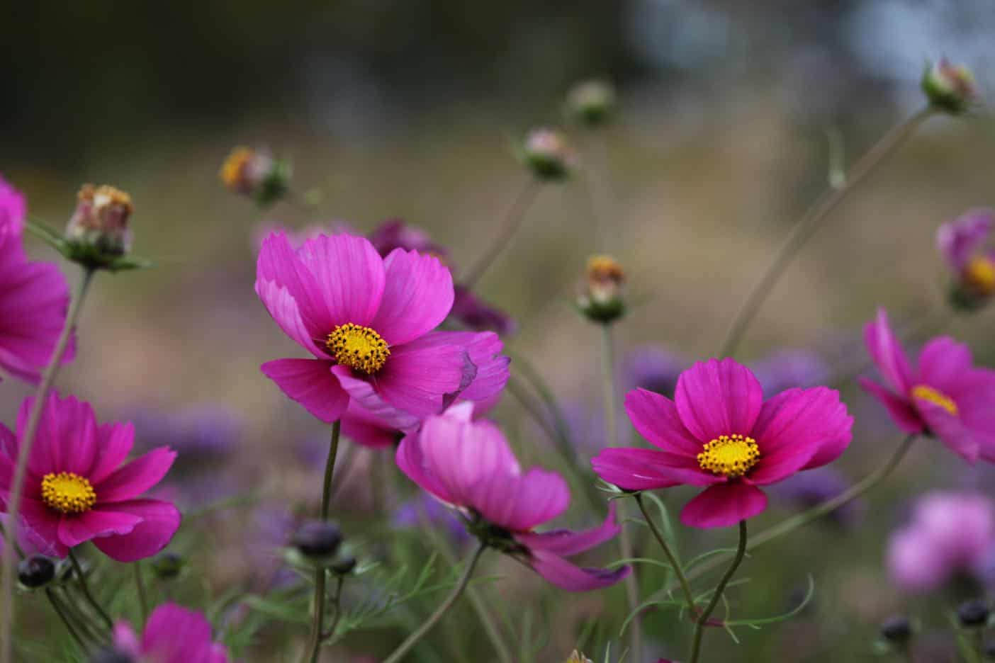 How To Harvest Flower Seeds From The Garden - Farmhouse & Blooms