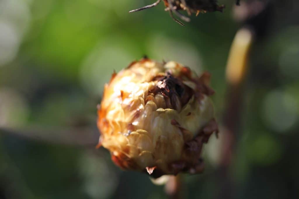 dahlia seed pod maturing on the dahlia plant